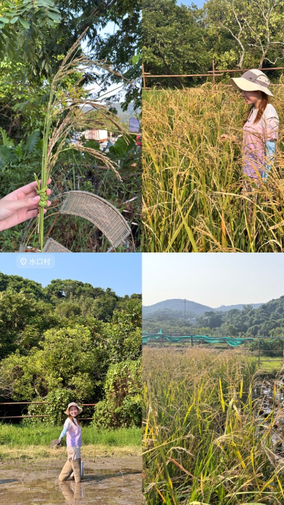 Moments from Shui Hau Village rice fields during the programme